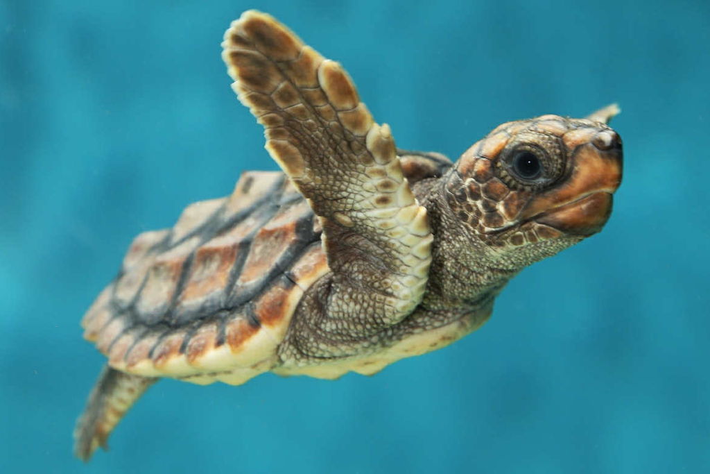 Baby Sea Turtle Paint Night at – Wichita, KS