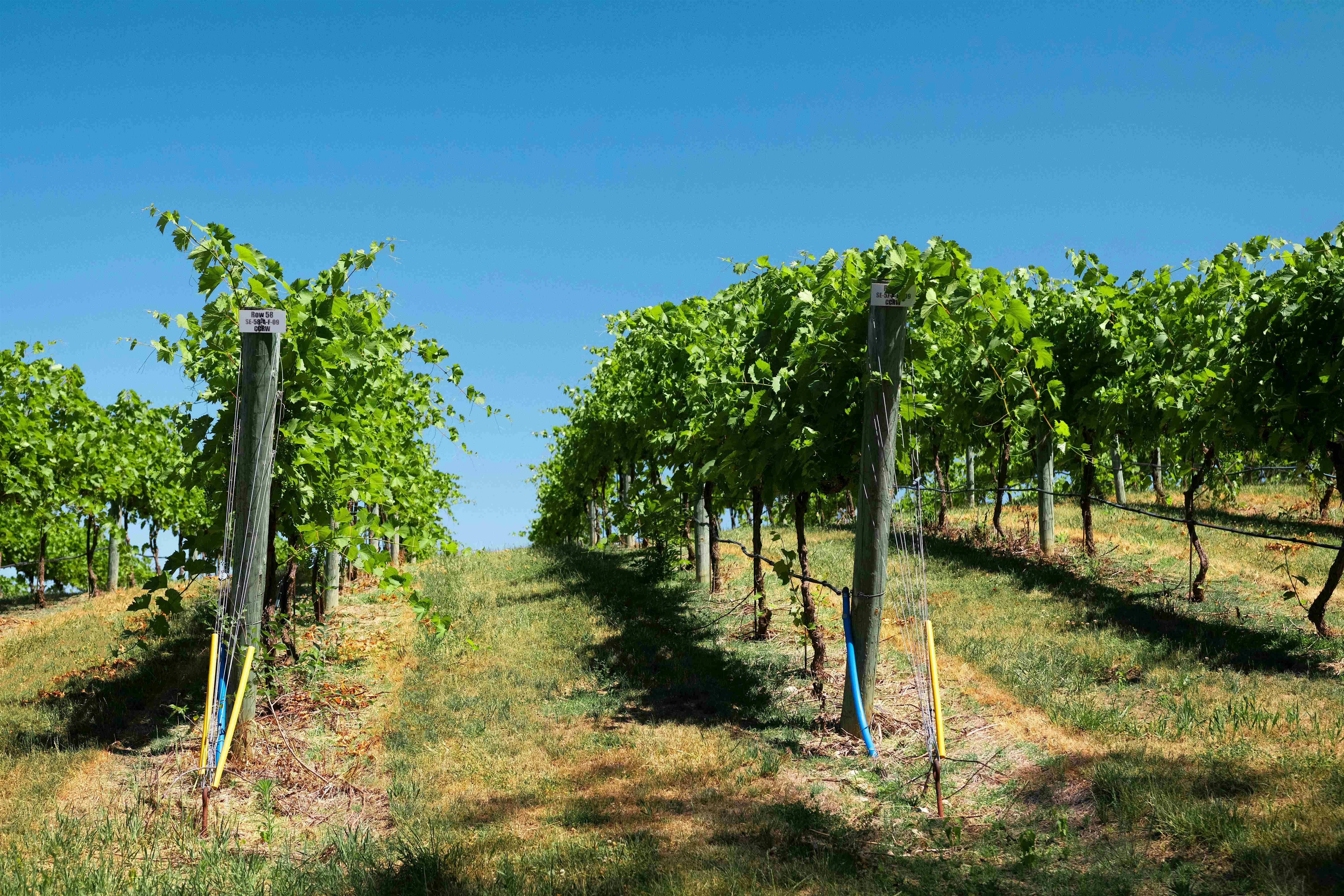 San Diego Vineyard and Winery Private Tour at Five Star Tours & Charter Bus Company – San Diego, CA