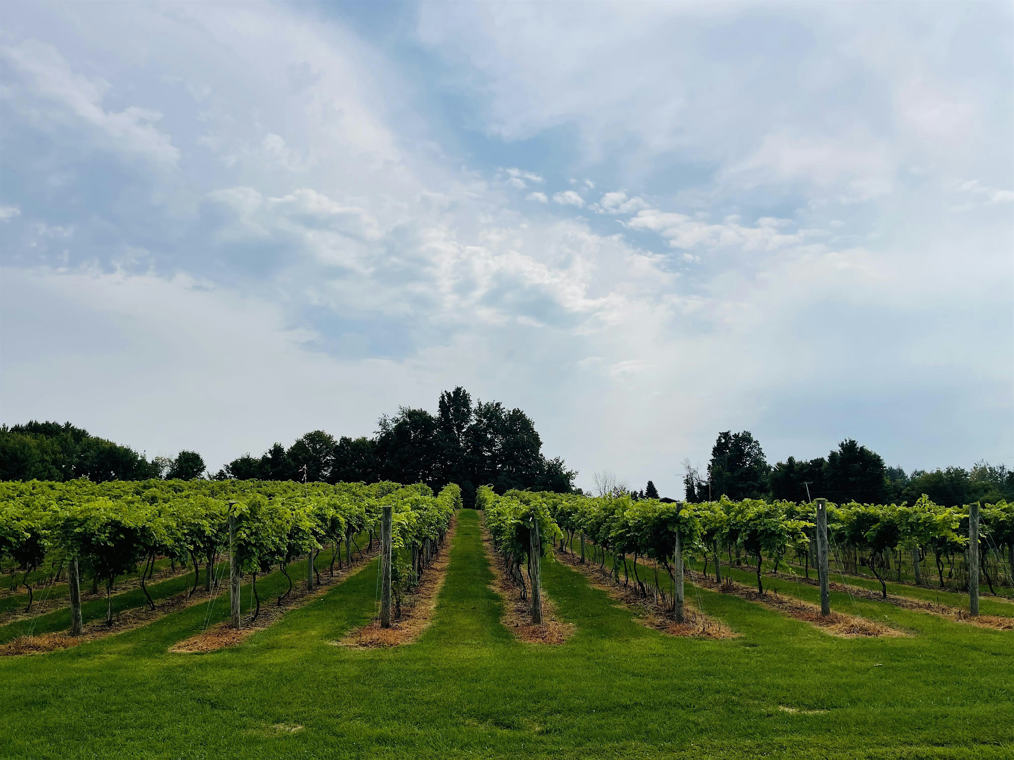 Wander the Winery at Strigo Vineyards – Baldwinsville, NY