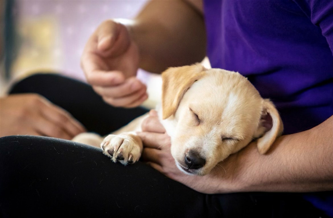 Rescue Puppy Yoga @ Keyworth Brewing Co. at Keyworth Brewing Company – North Richland Hills, TX