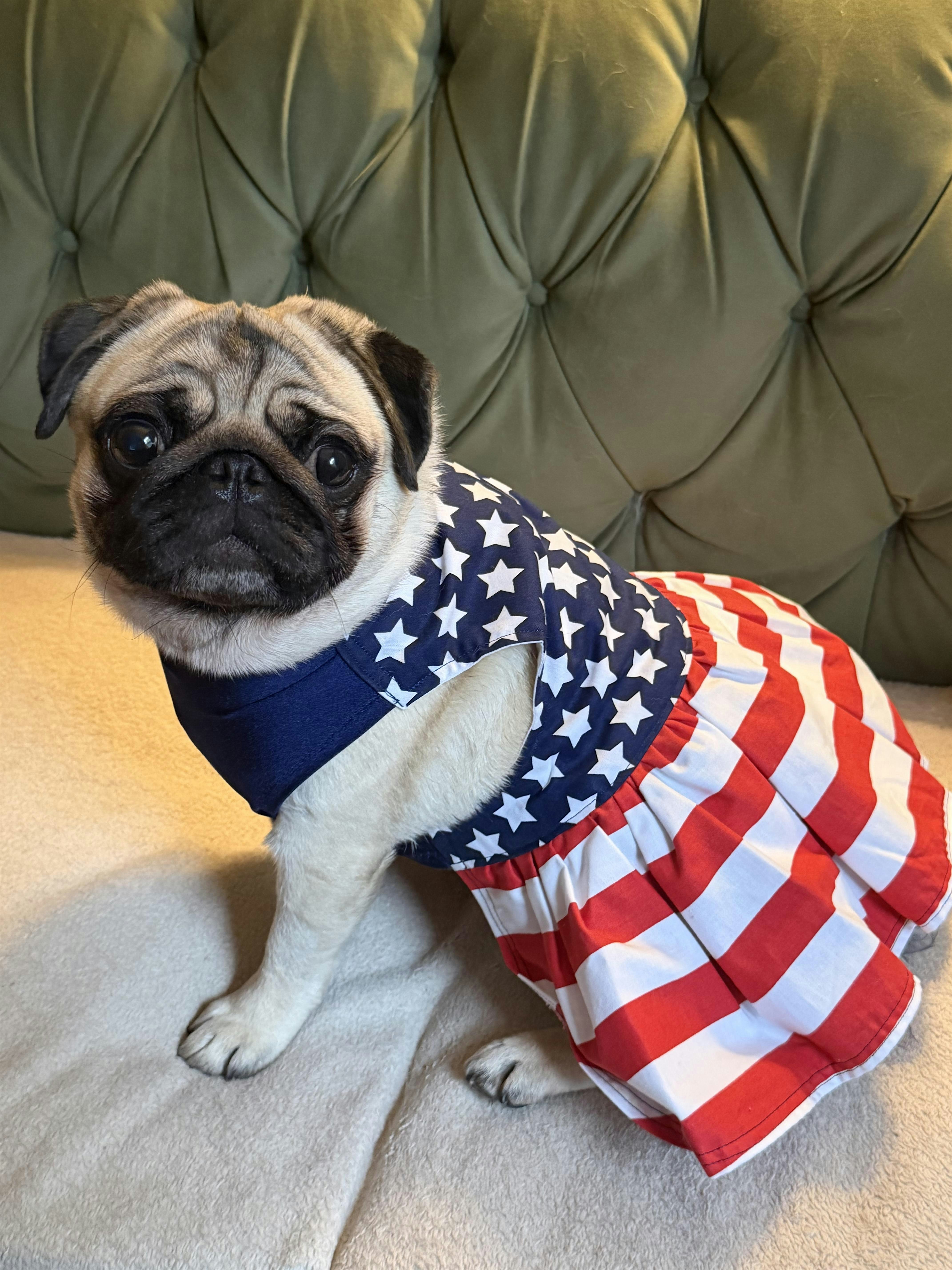 July Pug Meetup at Château le Woof at Château le Woof – Queens, NY