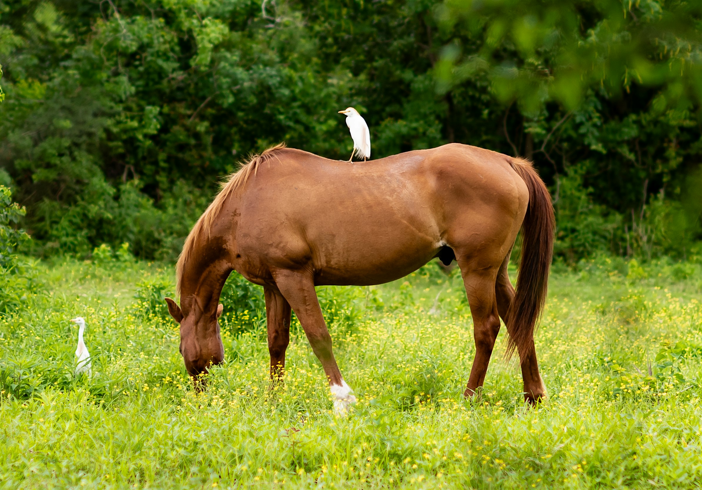 Mommy & Me Mornings at New Branch Ranch – Bridge City, LA