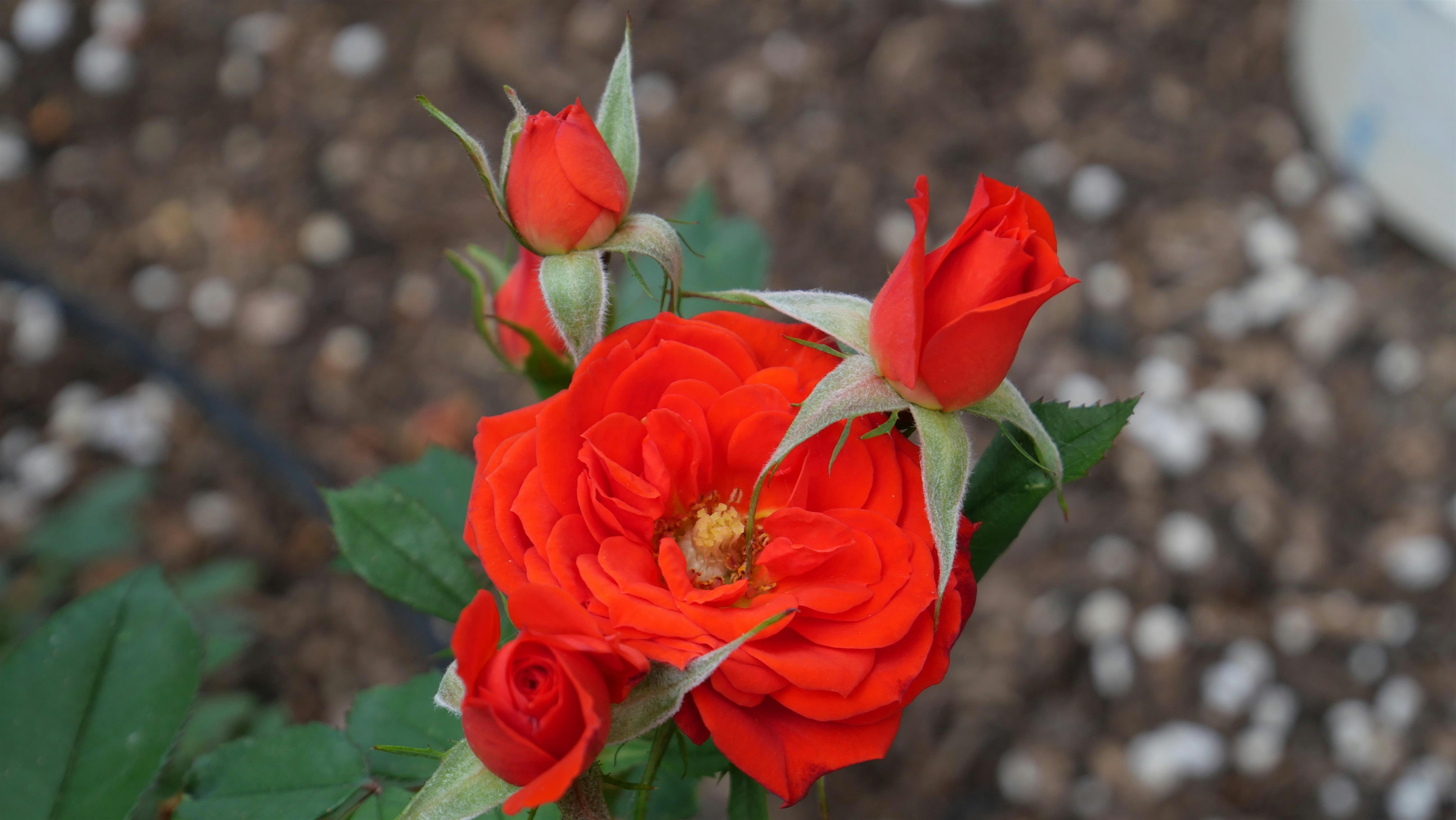 The Forgotten Apothecary Cabinet’s Garden Party at deKoevend Park – Centennial, CO