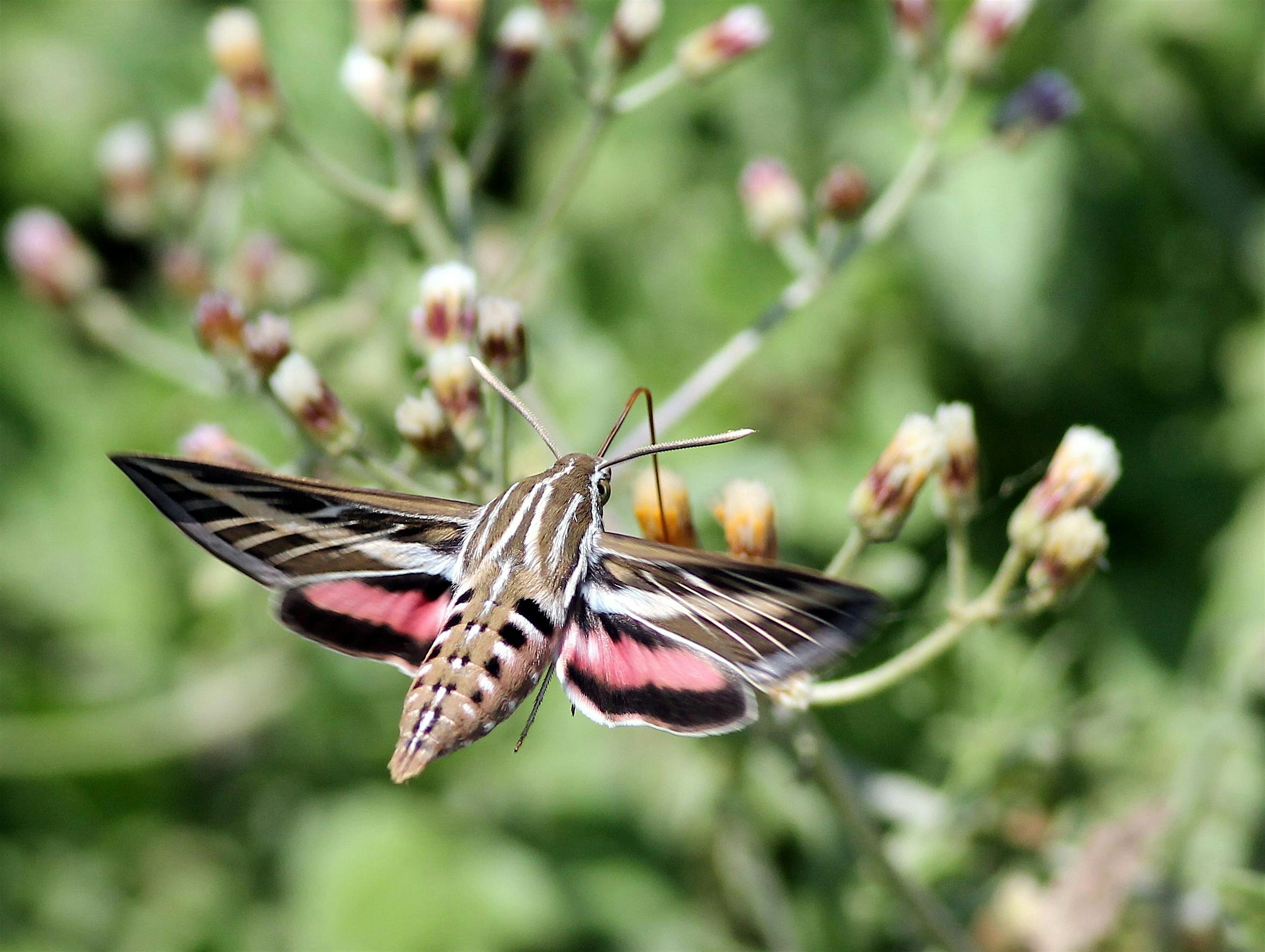 Moth Night at Cosumnes River Preserve – Galt, CA
