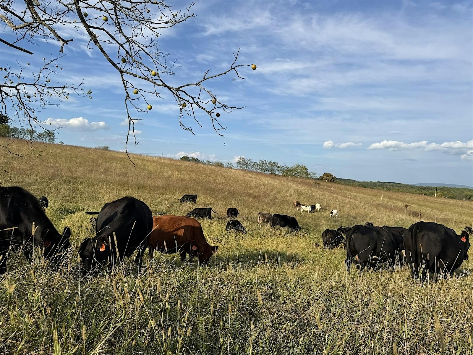 Beef and Chicken Farm Tour at 7120 Jersey Mountain Rd – Romney, WV