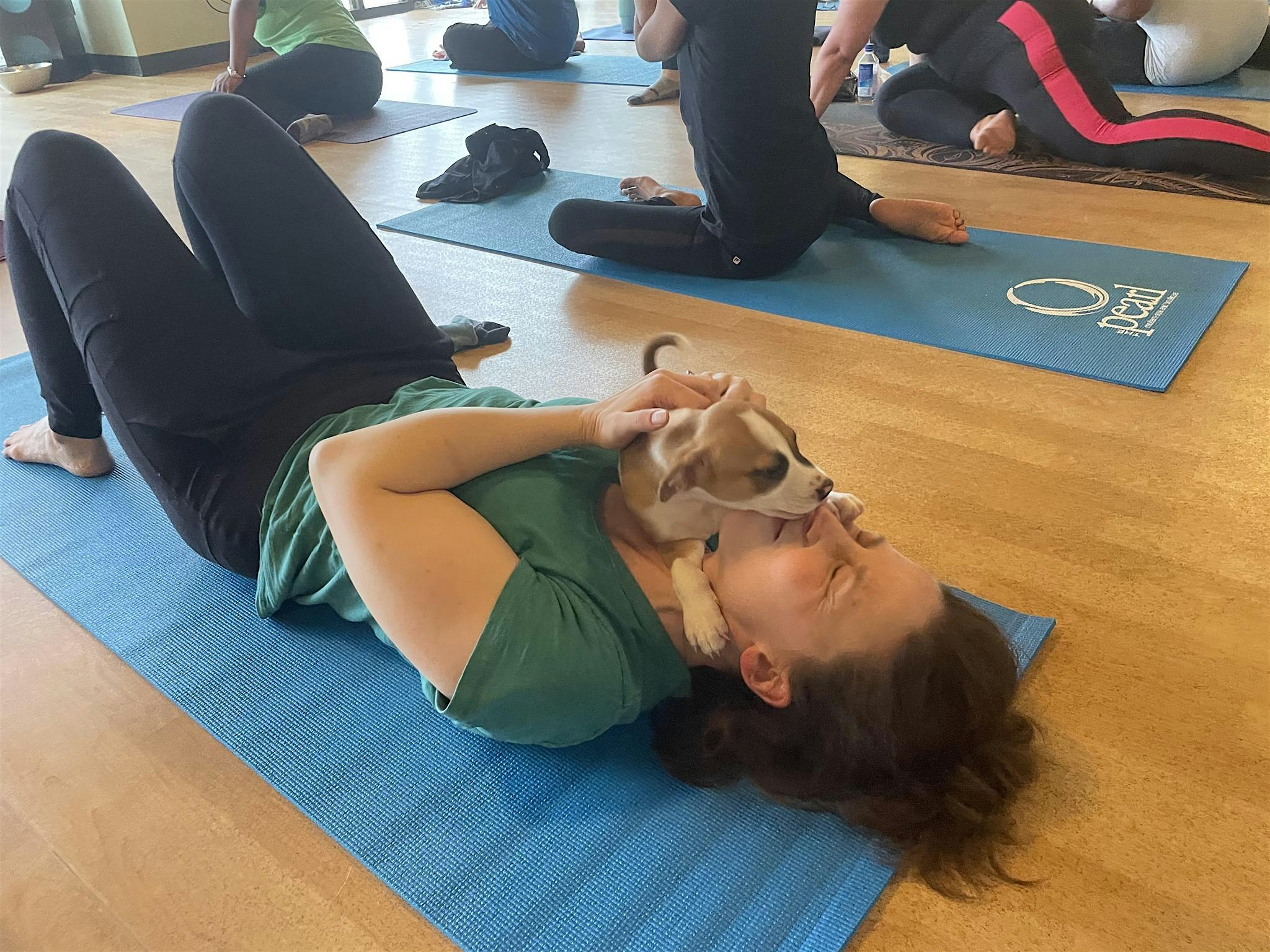 Doggy Noses & Yoga Poses at YONO Willimantic at Yono Willimantic & Quiet Corner Float – Windham, CT