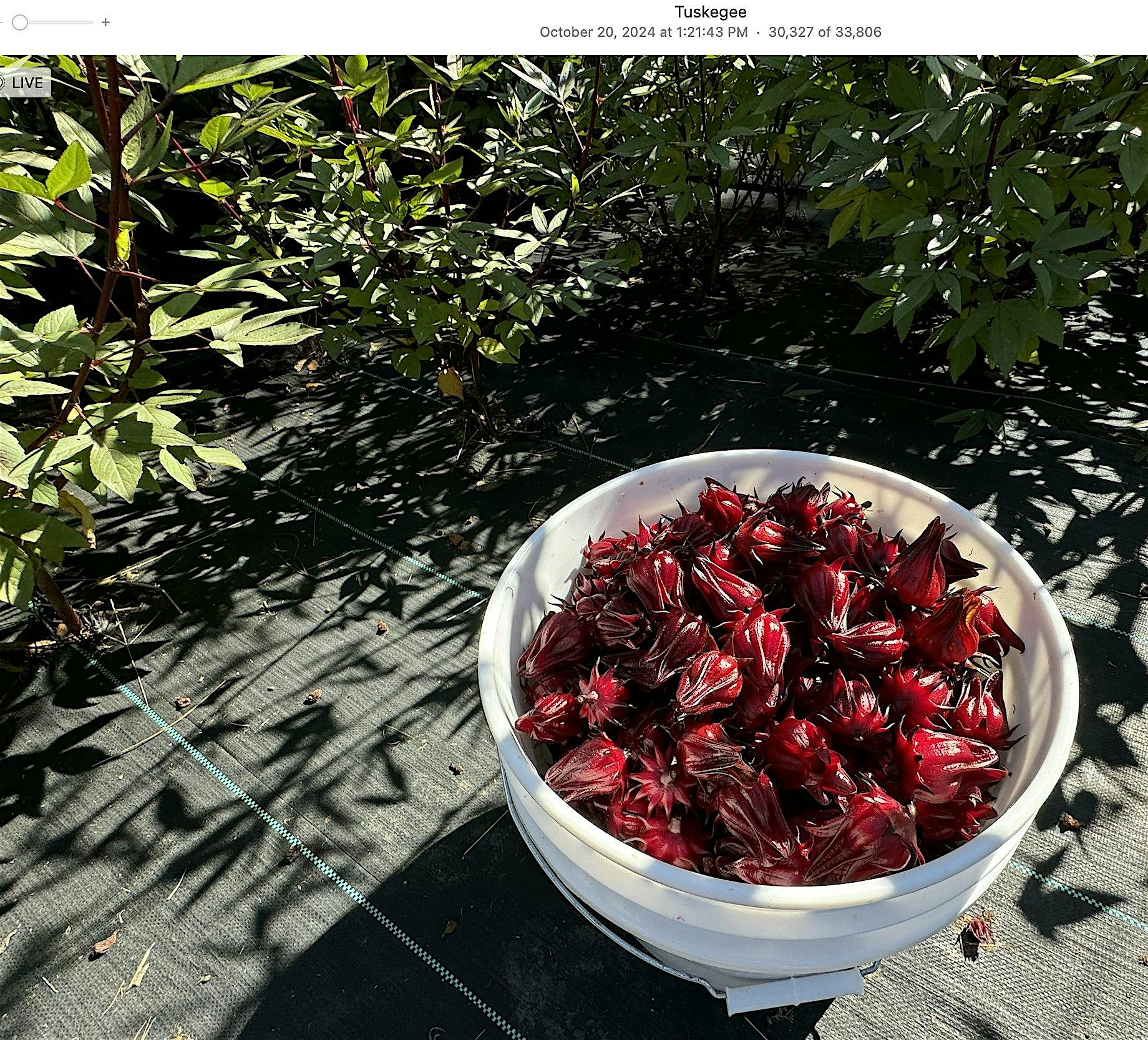 Field Day #2 Hibiscus Roselle Field Day: Harvesting Hibiscus at Tuskegee Honey – Tuskegee, AL